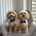 bowie_the_cavachon