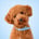 koda.the.poodle