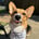 laszlo.the.corgi