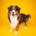 Seaweed for Dogs creator