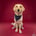 Flamingo Pet Products creator