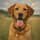 dougie_thefoxredlab