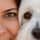 fluffy_cotondetulear