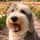 ruffothesheepadoodle