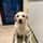 xem_the_labrador