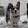 blue_cheese_the_cardi_corgi