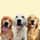thegoldenbros3