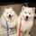 IcyBear + MuffinBeeb — two Samoyeds living their best NYC life. Real moments, real love, no filler.