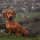 Rudy The Standard Dachshund