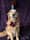 Guide Dog Rose