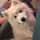 Oats the Samoyed