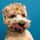 Cooper the Shih-Poo