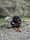 Hunter the Rottie