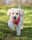 Labradoodlemystique