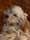 Maltipoo_boef