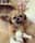 Shih.tzu.cookie