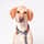 Fritz_from_greece