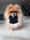Ollie.the.Pomeranian
