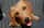 riga_the_dachshund