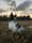 sheepdog.milow