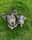 Odieandmilo_jackrussells