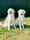 maya.ella_thewhitegoldens