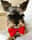 beastie_bentley