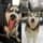 lunasheetzthehusky