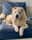 sunshinethedoggo