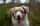 The_underdog_otis