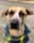 kona_k9_pup