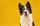 imbrownthedog