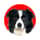 kaya.bordercollie