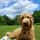 baxter.goldendoodle.malone