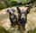 Odieandmilo_jackrussells