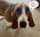 maverick_the_bassethound