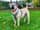 boerboelmystique