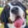 milou_the_berner