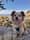 good.boy.ody