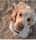 Boomerthecockerspaniel