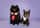 pomk_chib