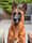 kyra_mechelse_herder