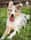 addietheroughcollie