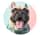 pukthefrenchbulldog
