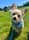 Ronniethechorkie