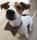 fonske_littledog