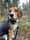 Beagle.charliebeer