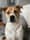 baileytheanxiousrescue
