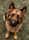 assistancedog_nelson