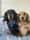 Fachshund